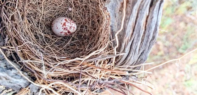Bird Evolution News Research And Analysis The Conversation Page 1 Bird Evolution News Research And Analysis The Conversation Page 1