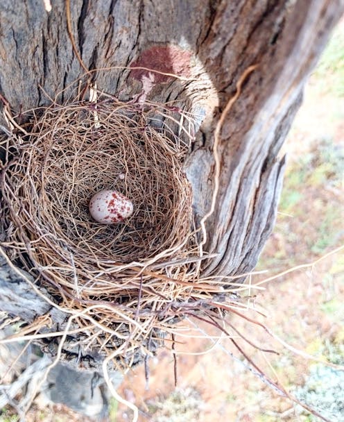 Why are birds' eggs colourful? New research shows it's linked to the shape of their nests