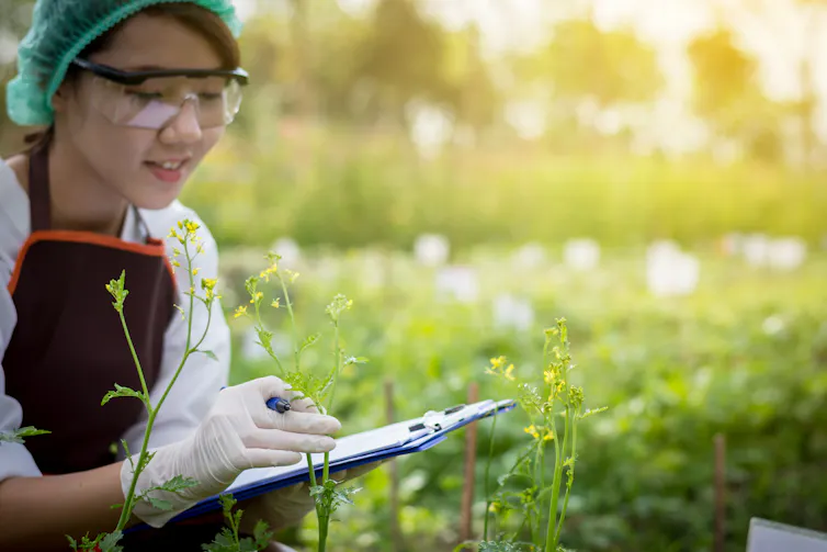 woman with clipboard inspects plants