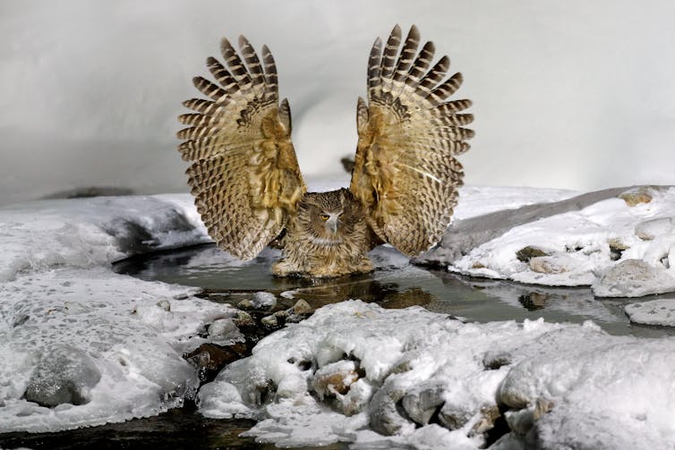 owl in icy water