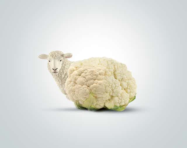 An image of a cauliflower edited to resemble a sheep.