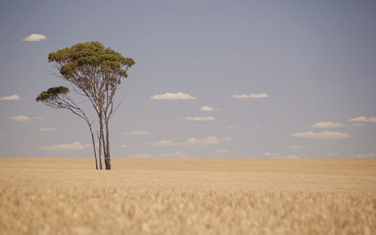 Lone tree in field