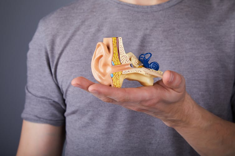 Man holds model of ear