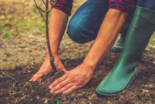 A person in green gumboots planting a tree