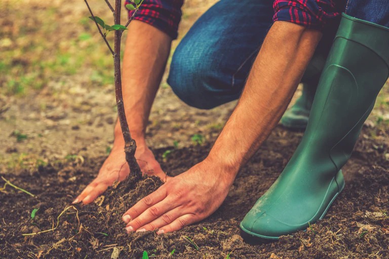 A person in green gumboots planting a tree