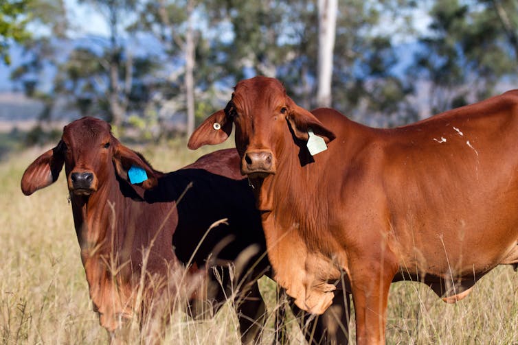 Two brown cows