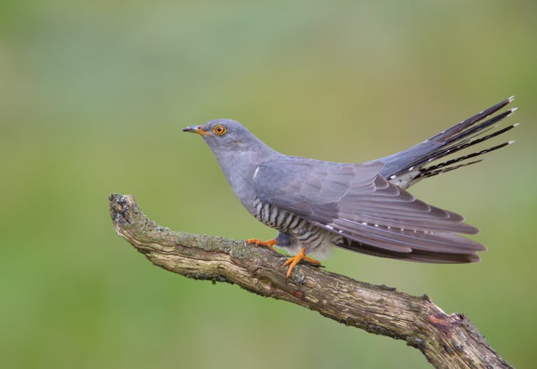 A common cuckoo sits on a branch