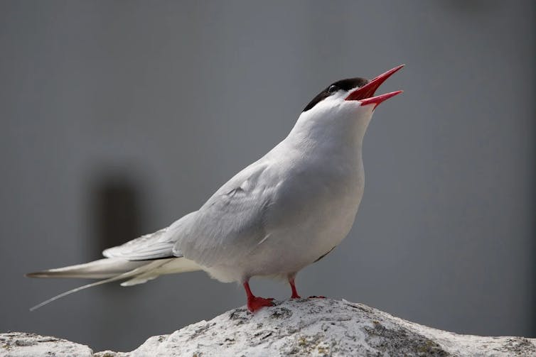 An arctic tern calling