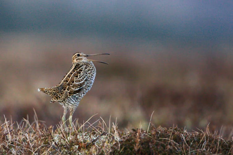 A great snipe calls