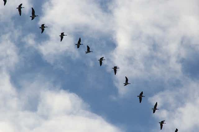 Birds fly in formation
