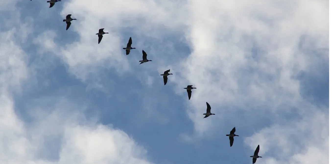 How far do birds migrate in the United States? How far do birds migrate in the United States?