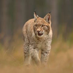 Eurasian lynx: how our computer model highlighted the best site for  restoring this wild cat to Scotland