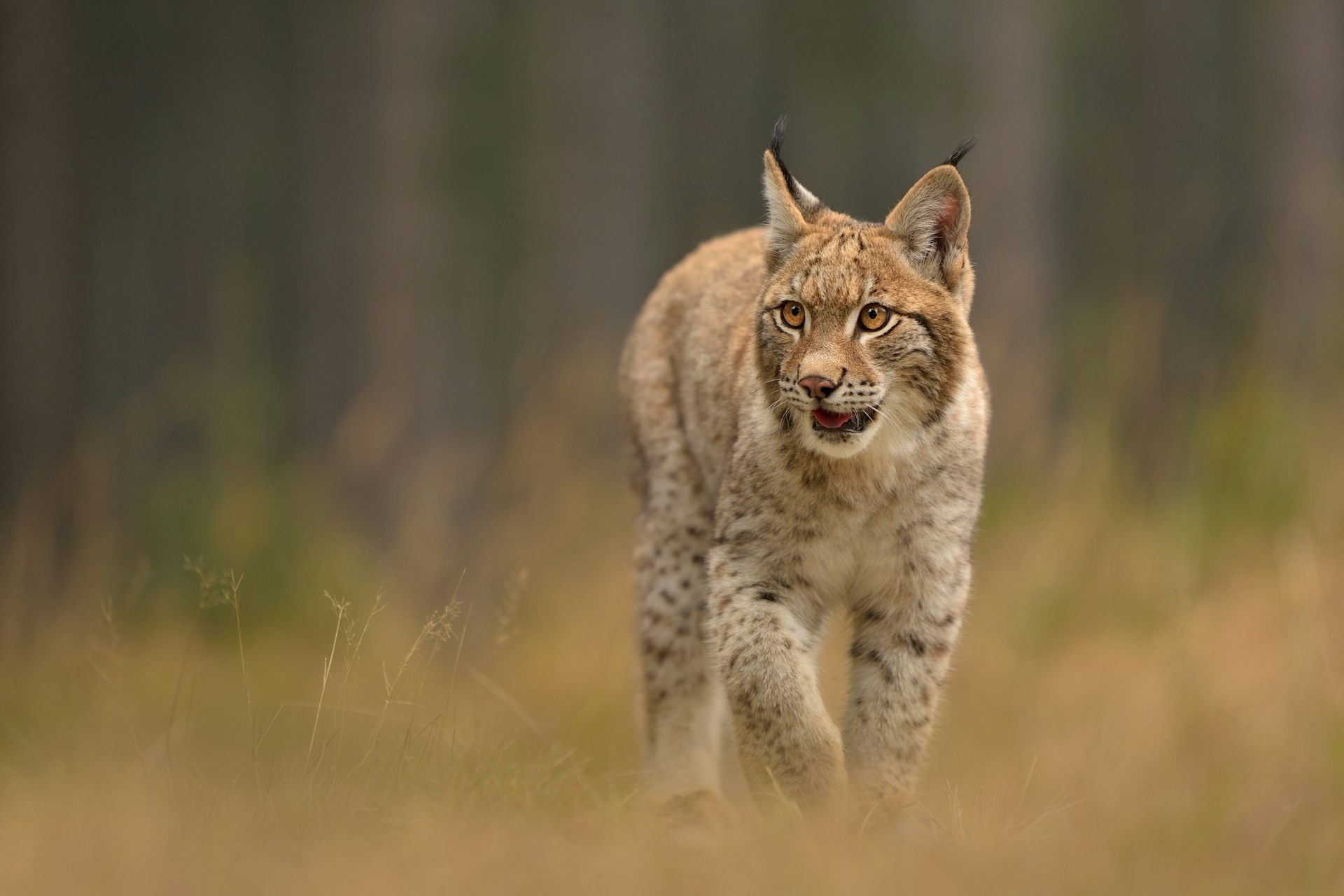 The lynx may have survived in Scotland centuries later than previously  thought, new study suggests