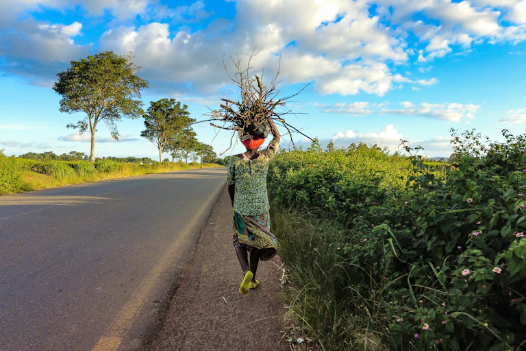Rear view of a young African woman carrying a bundle of firewood on her head.