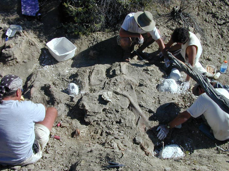 Scientists sitting in the dirt brush soil away from fossilized bones.