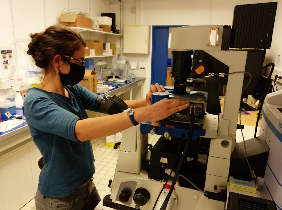 Le microscope à force atomique, cet outil qui touche les cellules… et le  cœur des chercheurs