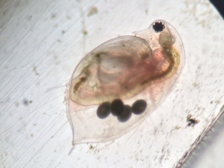 Tiny organism under a microscope