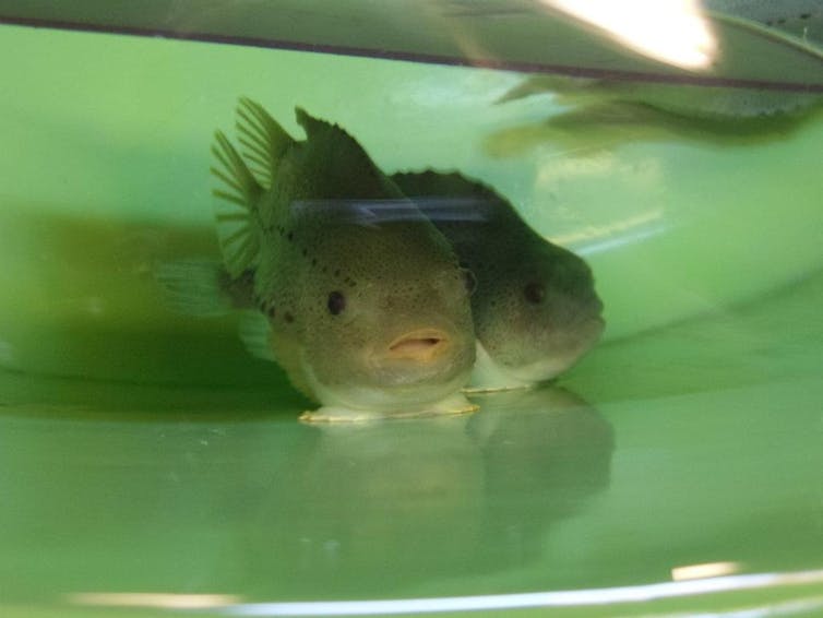 two lumpfish in a tank