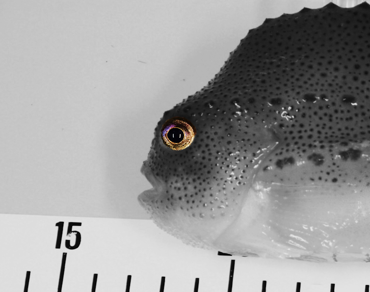 A lumpfish near a measuring ruler