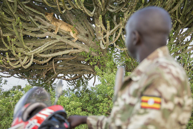 A Uganda Wildlife Authority ranger looks up at a lion on his daily monitoring patrol in Queen Elizabeth National Park, Uganda.