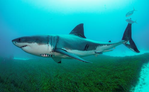 The real reason to worry about sharks in Australian waters this summer: 1 in 8 are endangered