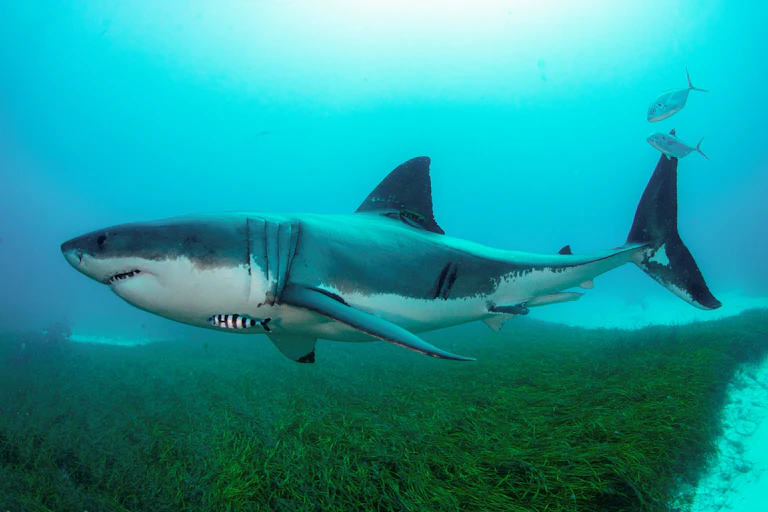 White shark swimming in ocean