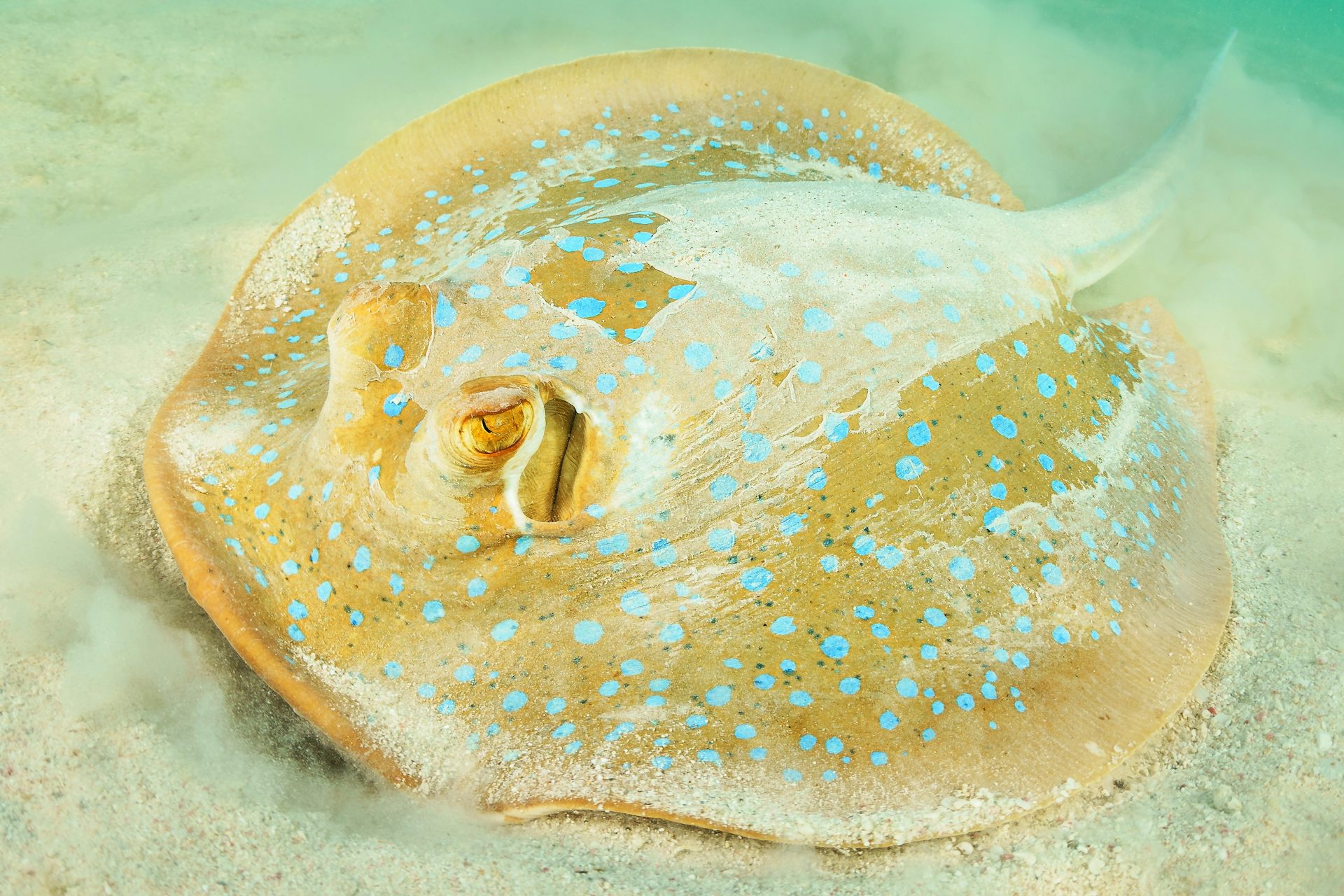 a stingray