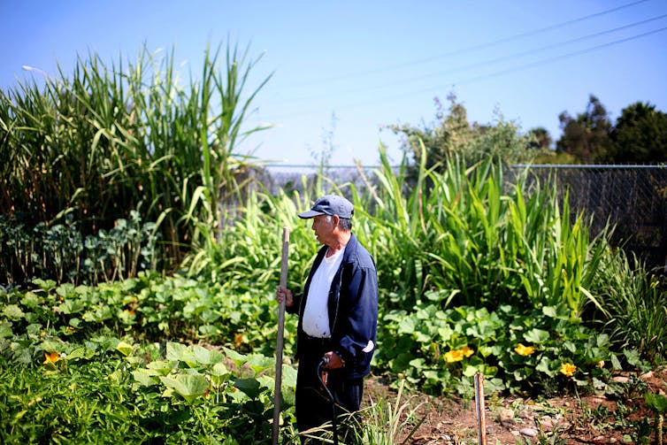 Man holds a hoe in a garden.