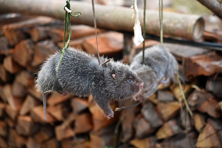 Two grey and furry rodents hang from green rope.