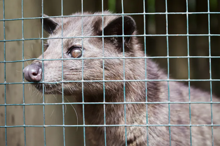 A ferret-like mammal peers through the mesh of a wire cage.