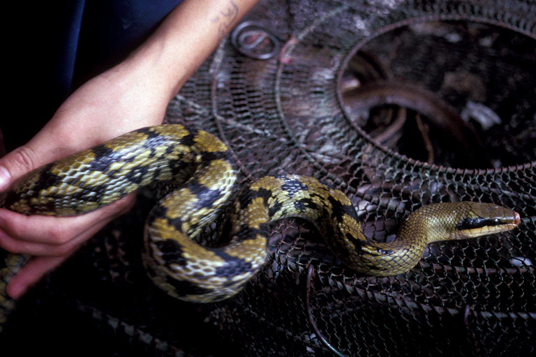 A hand holds a snake on top of a wire basket.