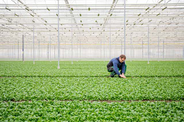 A man tends to rows of food plants in an industrial greenhouse.