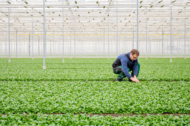 A man tends to rows of food plants in an industrial greenhouse.
