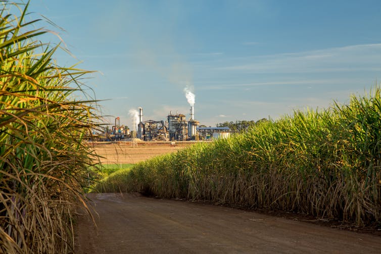 A road bisects a sugar cane crop with a refinery in the distance.