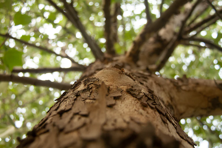 Looking up the trunk of a tree.
