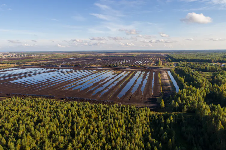 aerial view of a peatland field that has been trenched and excavated