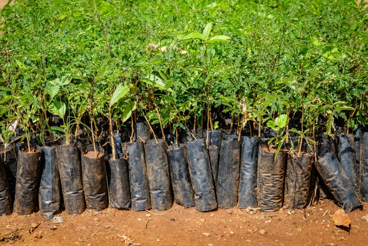 Rows of tree saplings coated in plastic.