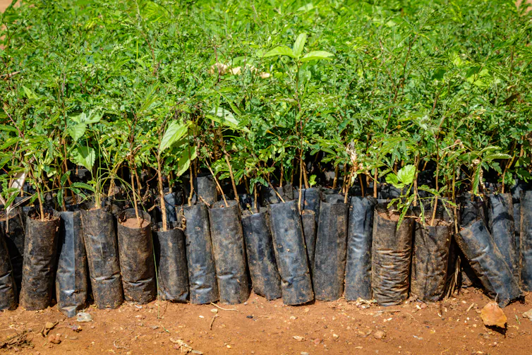 Rows of tree saplings coated in plastic.