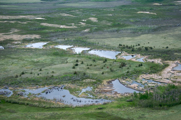 aerial view of sequential beaver dams in a wetland