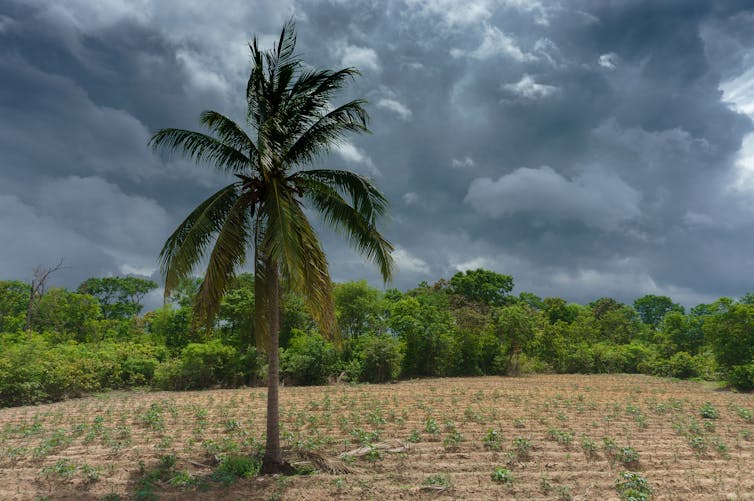 A palm tree in the middle of a field