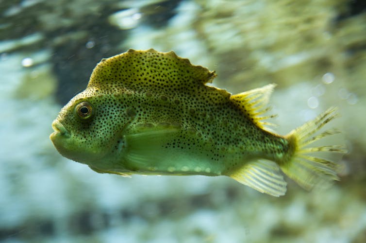 A test to diagnose psychopaths can help identify fish behaviours that could benefit aquaculture 1 file 20211012 27 16wyizm.jpg?ixlib=rb 1.1