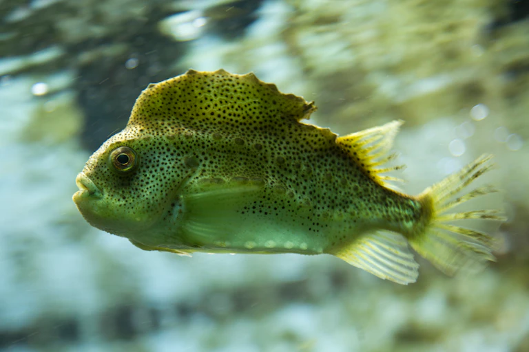 a lumpfish swimming