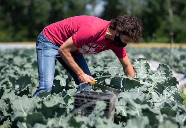 Justin Trudeau, wearing a mask, a red T-shirt and jeans, harvests broccoli.