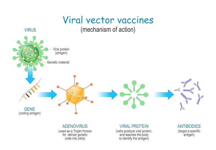 Illustration of how a viral vector vaccine works by inserting genetic material from a target virus into an adenovirus.
