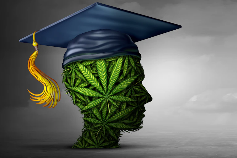 The figure of a head made of marijuana leaves is weaering a blue graduation cap with a gold tassle.