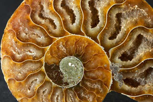 The chambers of an extinct ammonite, filled with quartz crystals during fossilisation