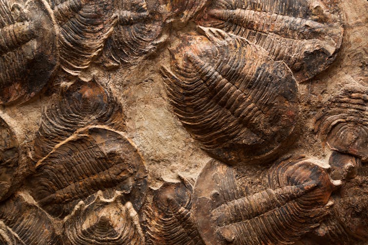 Trilobites once filled the world's oceans but died out at the end of the Permian.
