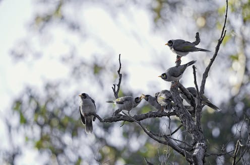 Should we cull noisy miners? After decades of research, these aggressive honeyeaters are still outsmarting us