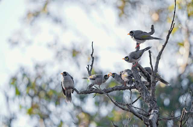 Five noisy miners on a branch