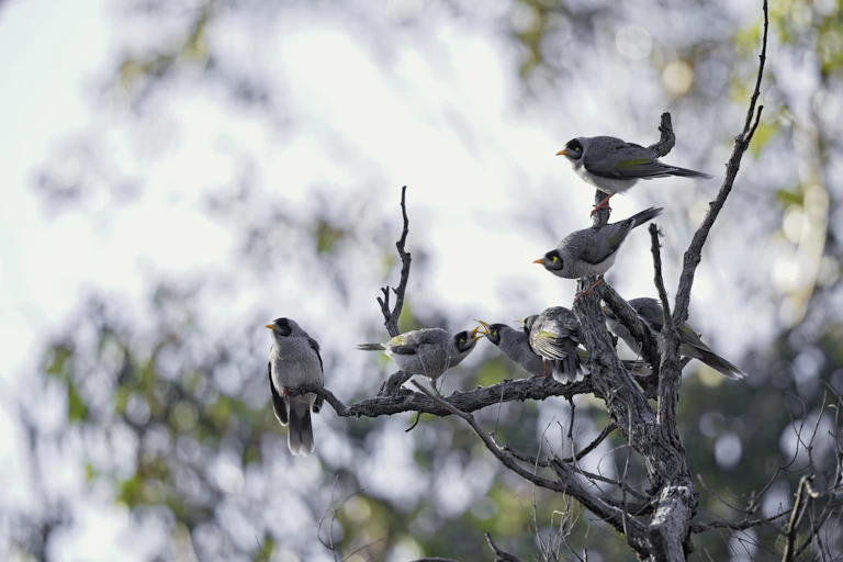 Five noisy miners on a branch